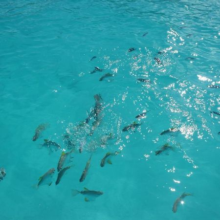 Le Chant De Merle Self -Catering Studios And Apartments Mahe Island Ngoại thất bức ảnh